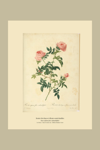 Rosa sepium flore submultiplici — Rosier des hayes à fleurs semi doubles, hand-coloured stipple engraving after Redouté, engraved by Talbeaux, Les Roses, Paris 1821.