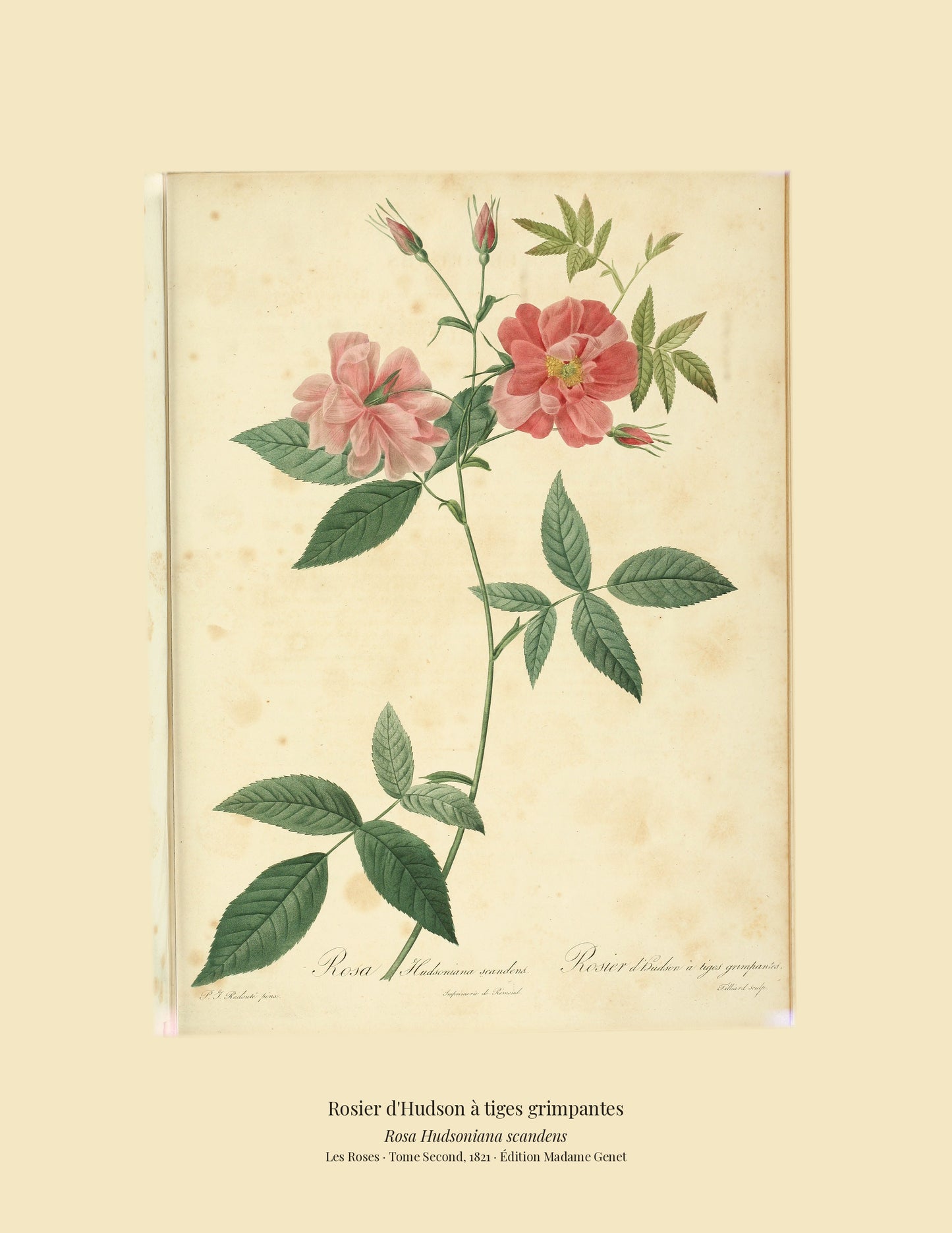 Rosa Hudsoniana scandens — Rosier d'Hudson à tiges grimpantes, hand-coloured stipple engraving after Redouté, engraved by Tilliard, Les Roses, Paris 1821.