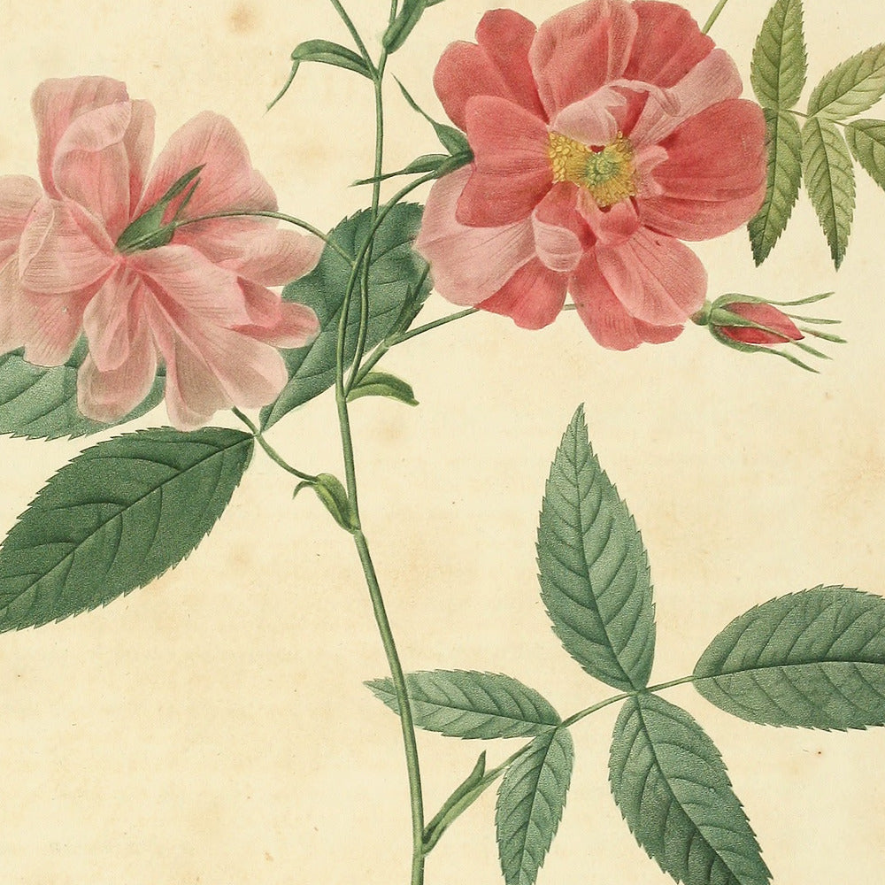 Rosa Hudsoniana scandens — Rosier d'Hudson à tiges grimpantes, hand-coloured stipple engraving after Redouté, engraved by Tilliard, Les Roses, Paris 1821.