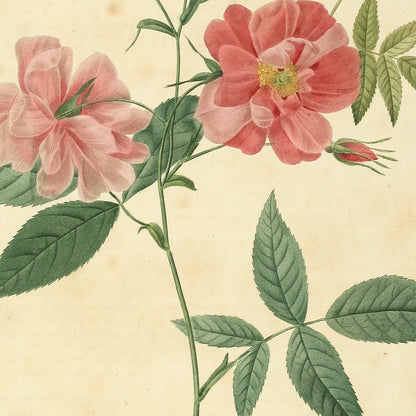 Rosa Hudsoniana scandens — Rosier d'Hudson à tiges grimpantes, hand-coloured stipple engraving after Redouté, engraved by Tilliard, Les Roses, Paris 1821.