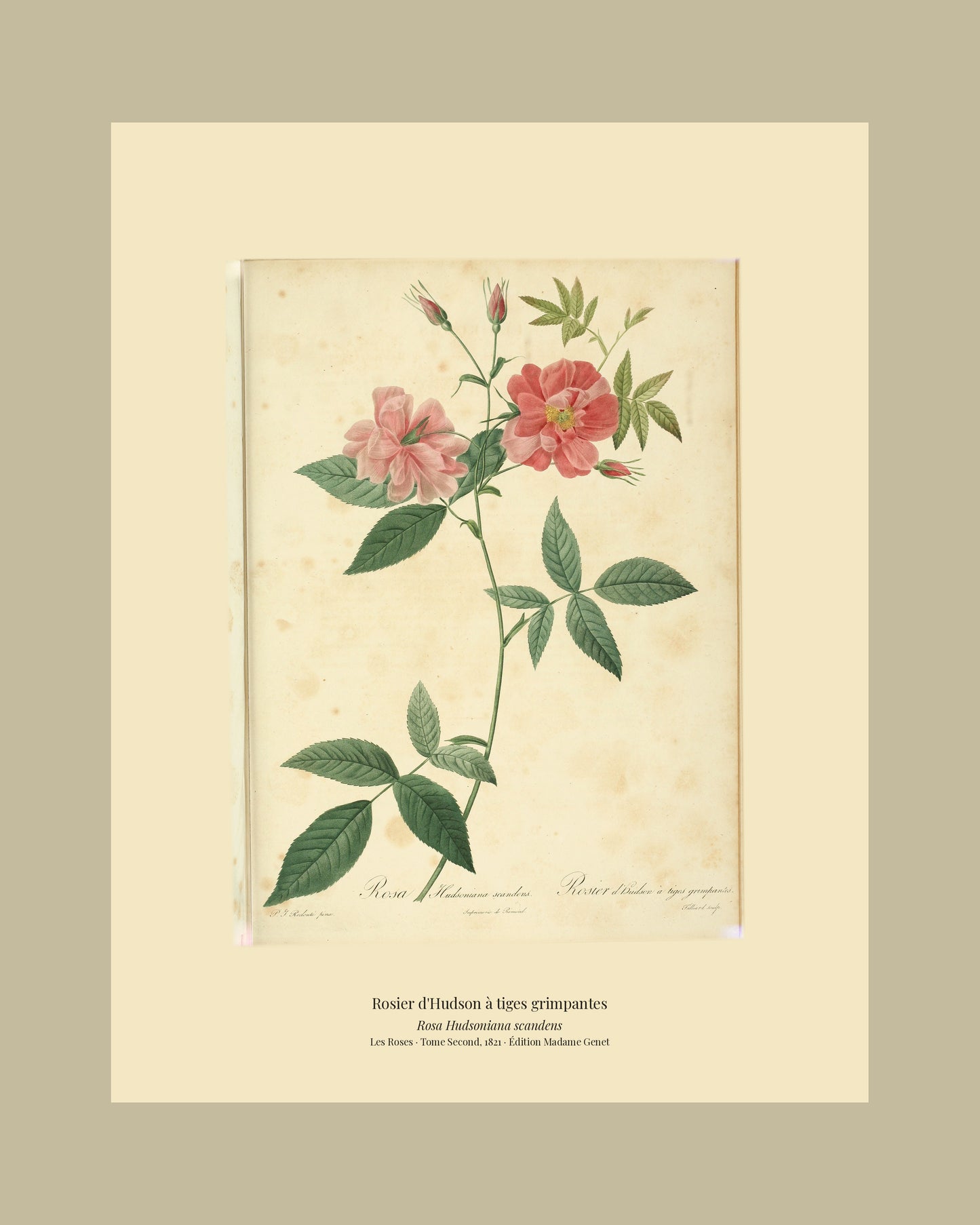Rosa Hudsoniana scandens — Rosier d'Hudson à tiges grimpantes, hand-coloured stipple engraving after Redouté, engraved by Tilliard, Les Roses, Paris 1821.