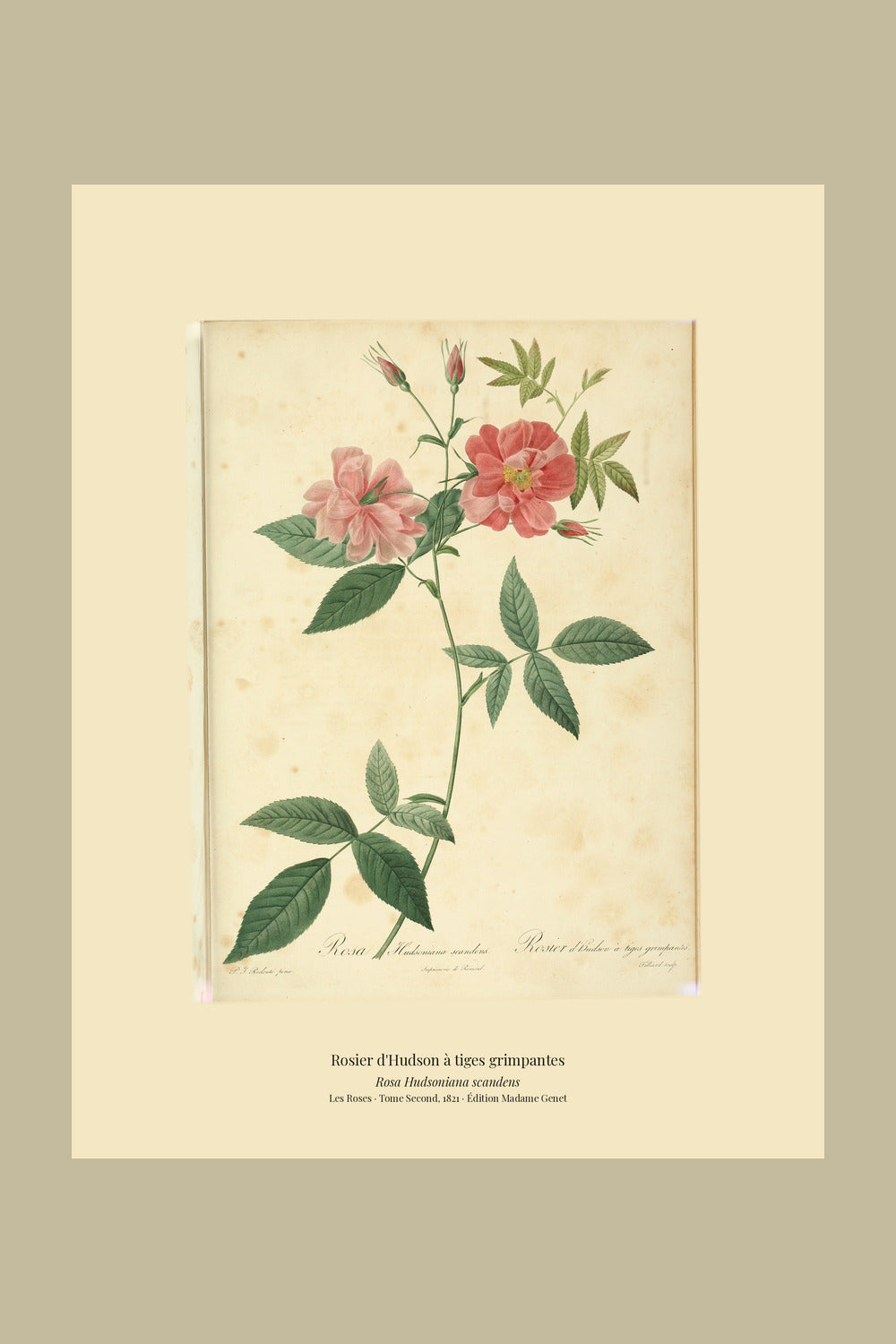 Rosa Hudsoniana scandens — Rosier d'Hudson à tiges grimpantes, hand-coloured stipple engraving after Redouté, engraved by Tilliard, Les Roses, Paris 1821.