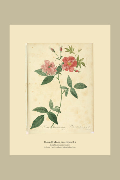 Rosa Hudsoniana scandens — Rosier d'Hudson à tiges grimpantes, hand-coloured stipple engraving after Redouté, engraved by Tilliard, Les Roses, Paris 1821.