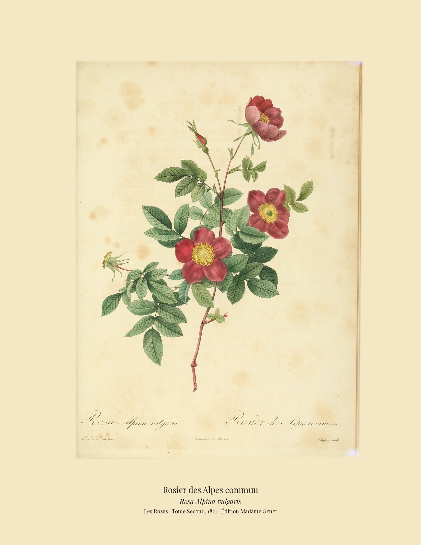 Rosa Alpina vulgaris — Rosier des Alpes commun, hand-coloured stipple engraving after Redouté, engraved by Chapuy, Les Roses, Paris 1821.