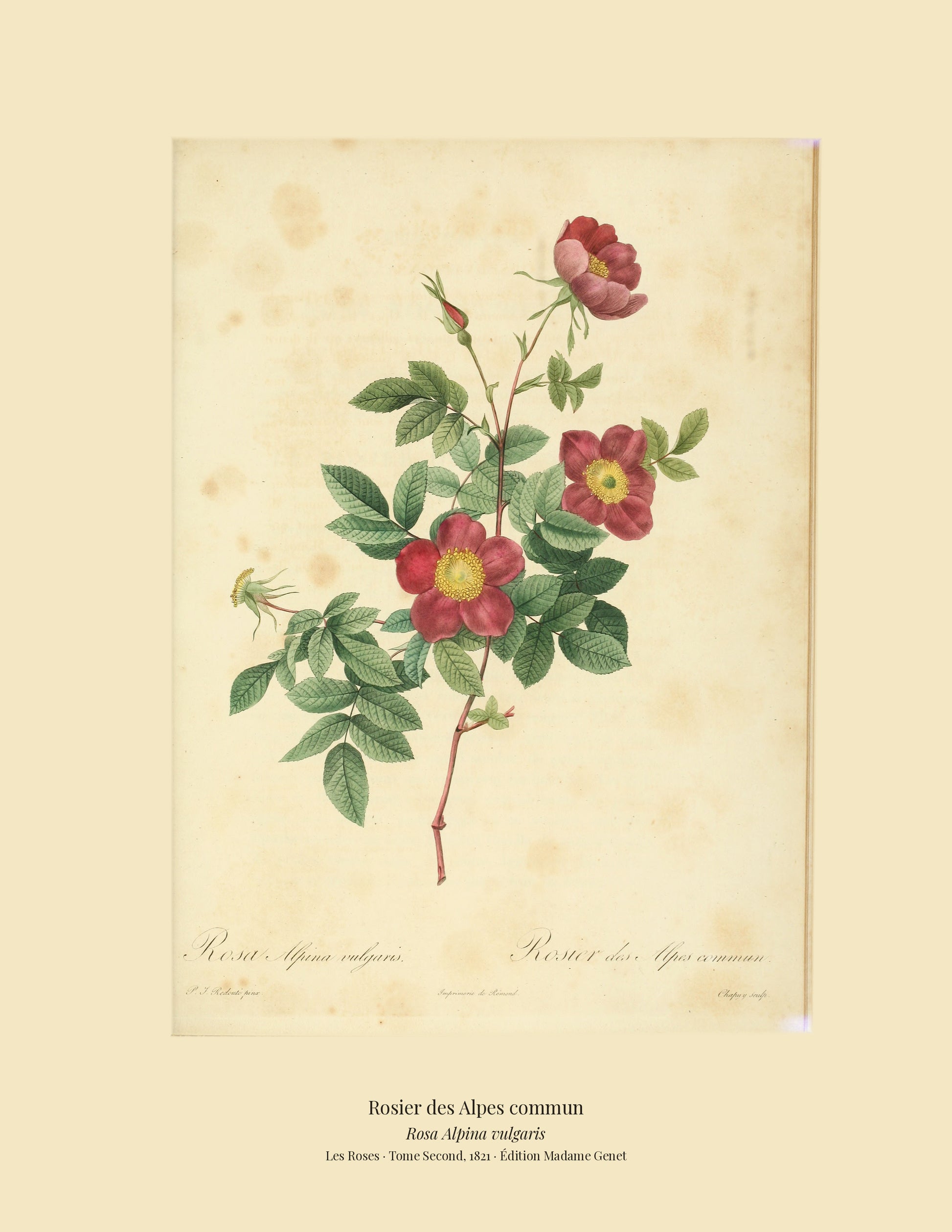 Rosa Alpina vulgaris — Rosier des Alpes commun, hand-coloured stipple engraving after Redouté, engraved by Chapuy, Les Roses, Paris 1821.