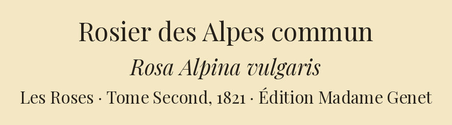 Rosa Alpina vulgaris — Rosier des Alpes commun, hand-coloured stipple engraving after Redouté, engraved by Chapuy, Les Roses, Paris 1821.