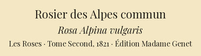 Rosa Alpina vulgaris — Rosier des Alpes commun, hand-coloured stipple engraving after Redouté, engraved by Chapuy, Les Roses, Paris 1821.