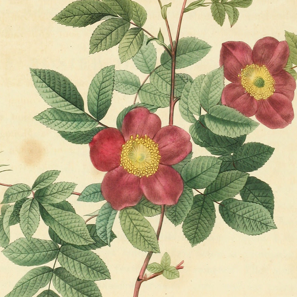Rosa Alpina vulgaris — Rosier des Alpes commun, hand-coloured stipple engraving after Redouté, engraved by Chapuy, Les Roses, Paris 1821.