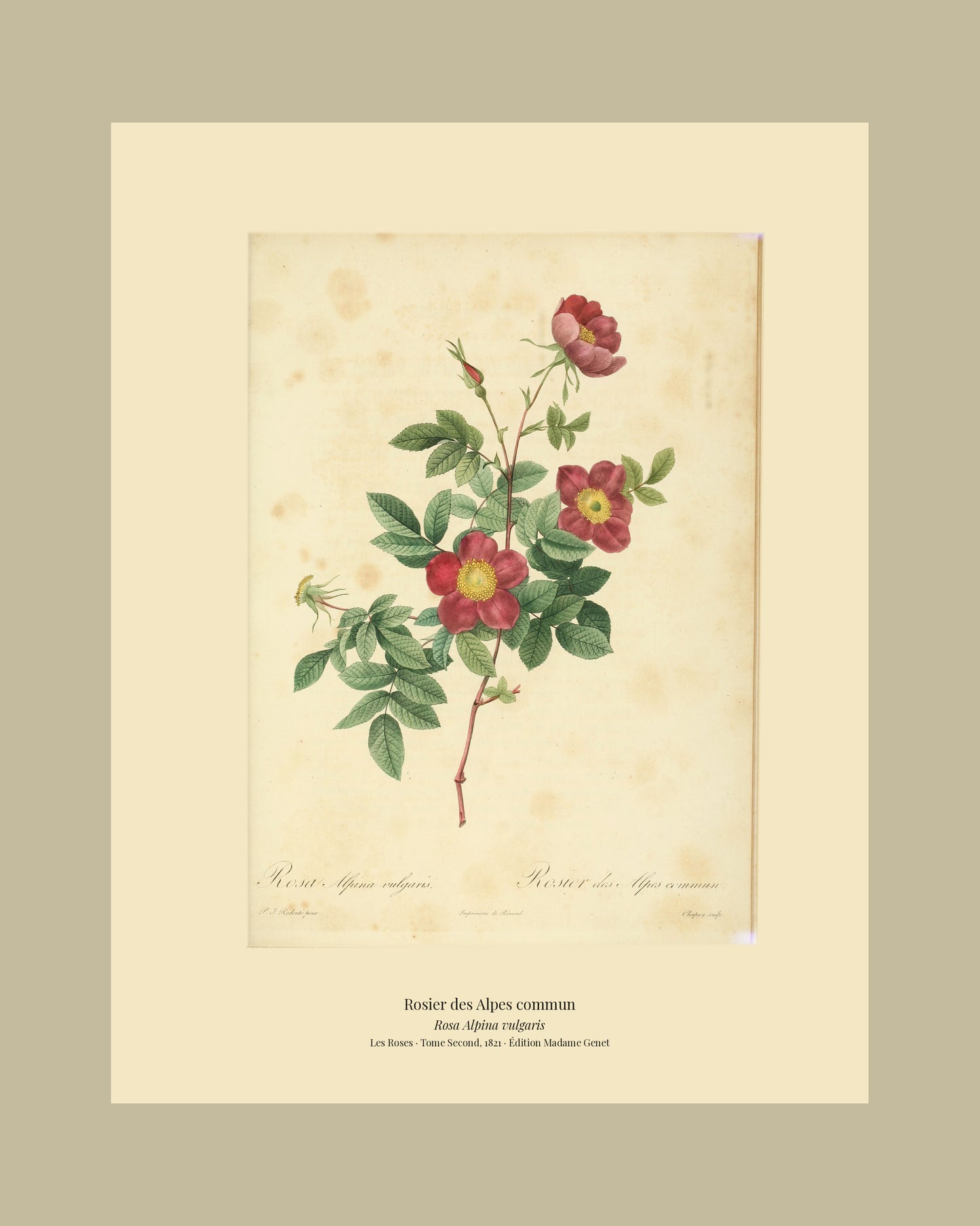 Rosa Alpina vulgaris — Rosier des Alpes commun, hand-coloured stipple engraving after Redouté, engraved by Chapuy, Les Roses, Paris 1821.