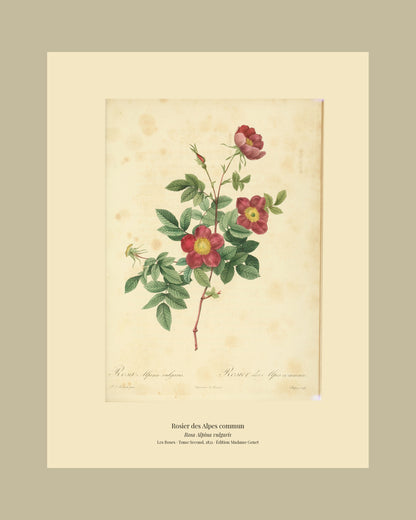 Rosa Alpina vulgaris — Rosier des Alpes commun, hand-coloured stipple engraving after Redouté, engraved by Chapuy, Les Roses, Paris 1821.