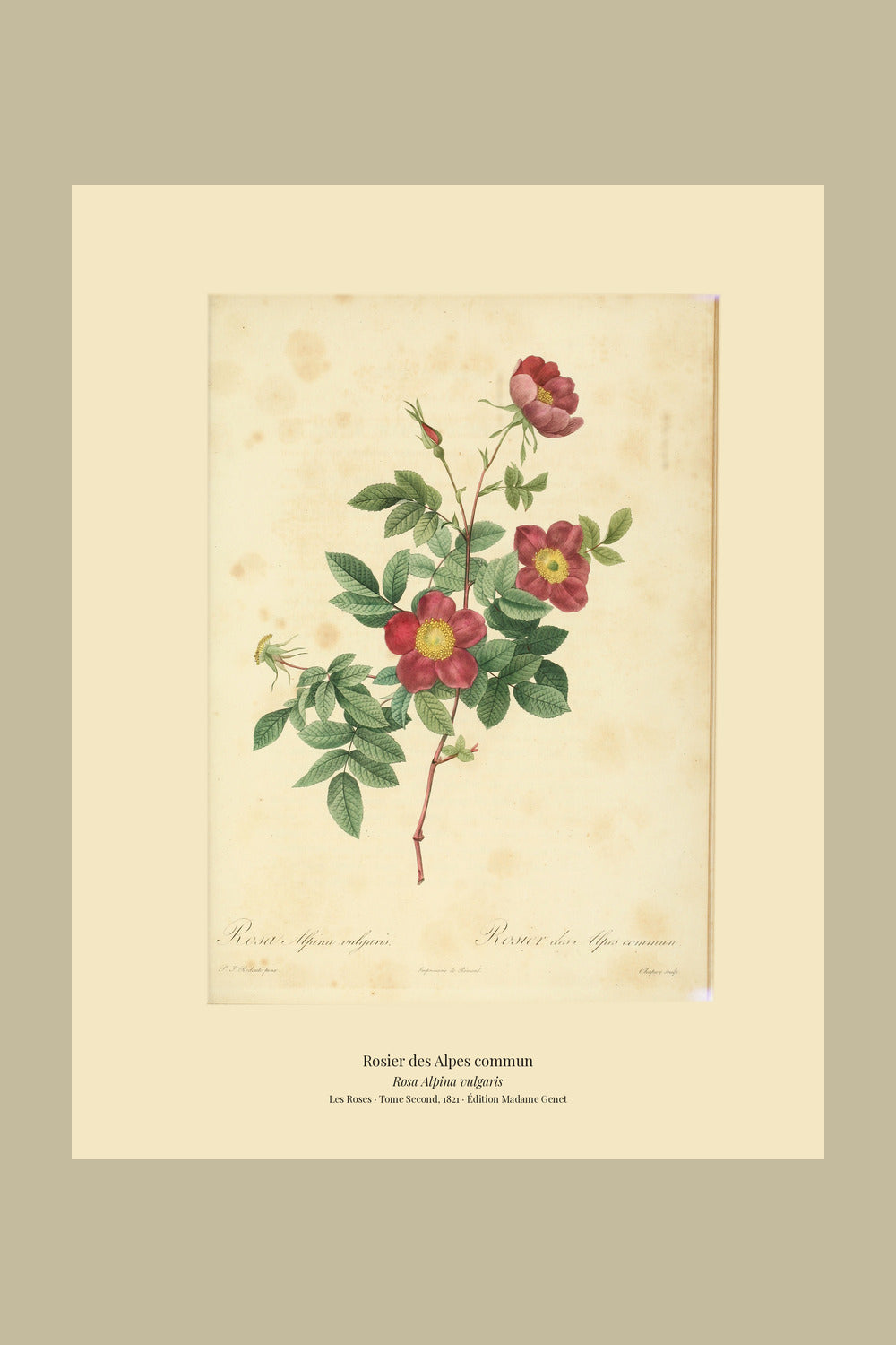 Rosa Alpina vulgaris — Rosier des Alpes commun, hand-coloured stipple engraving after Redouté, engraved by Chapuy, Les Roses, Paris 1821.