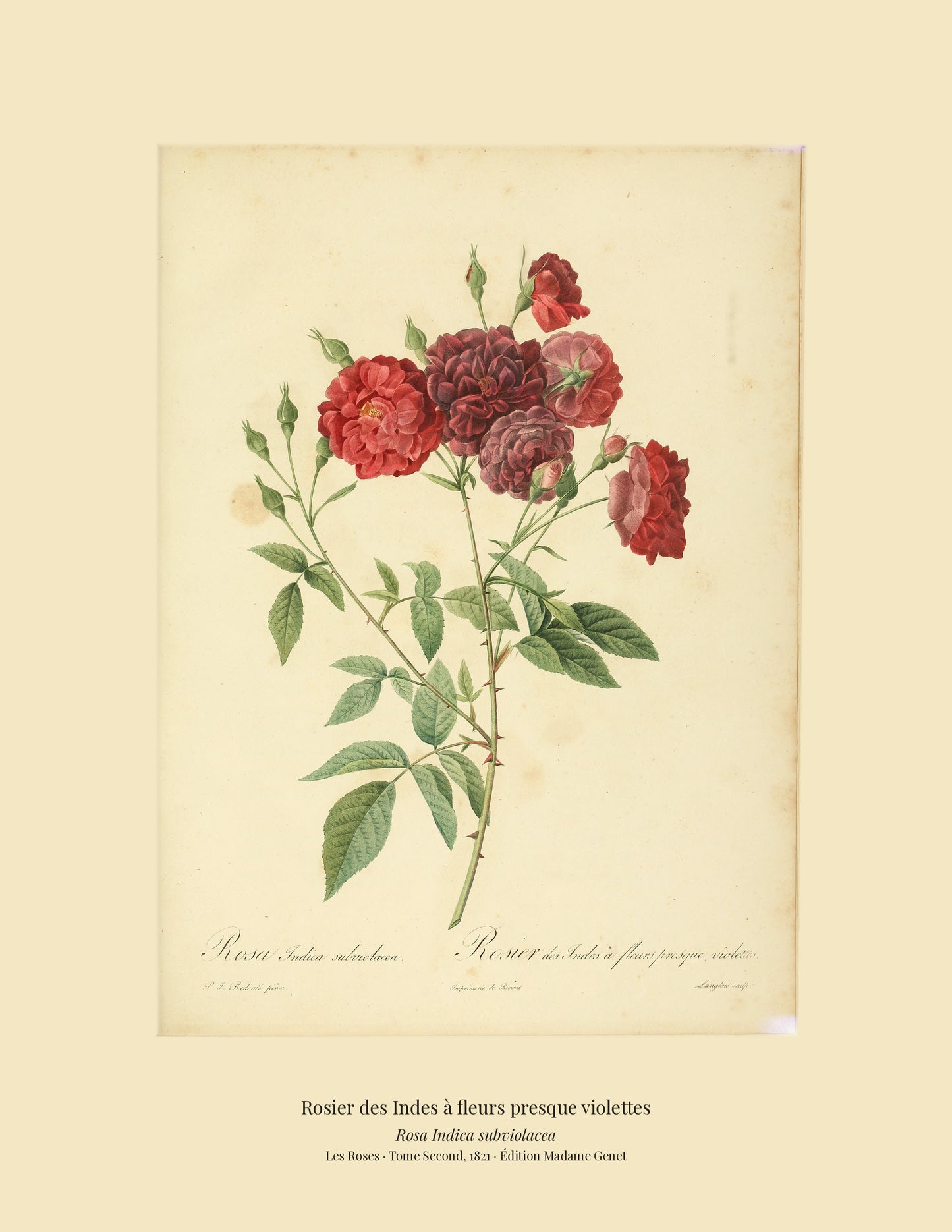 Rosa Indica subviolacea — Rosier des Indes à fleurs presque violettes, hand-coloured stipple engraving after Redouté, engraved by Langlois, Les Roses, Paris 1821.