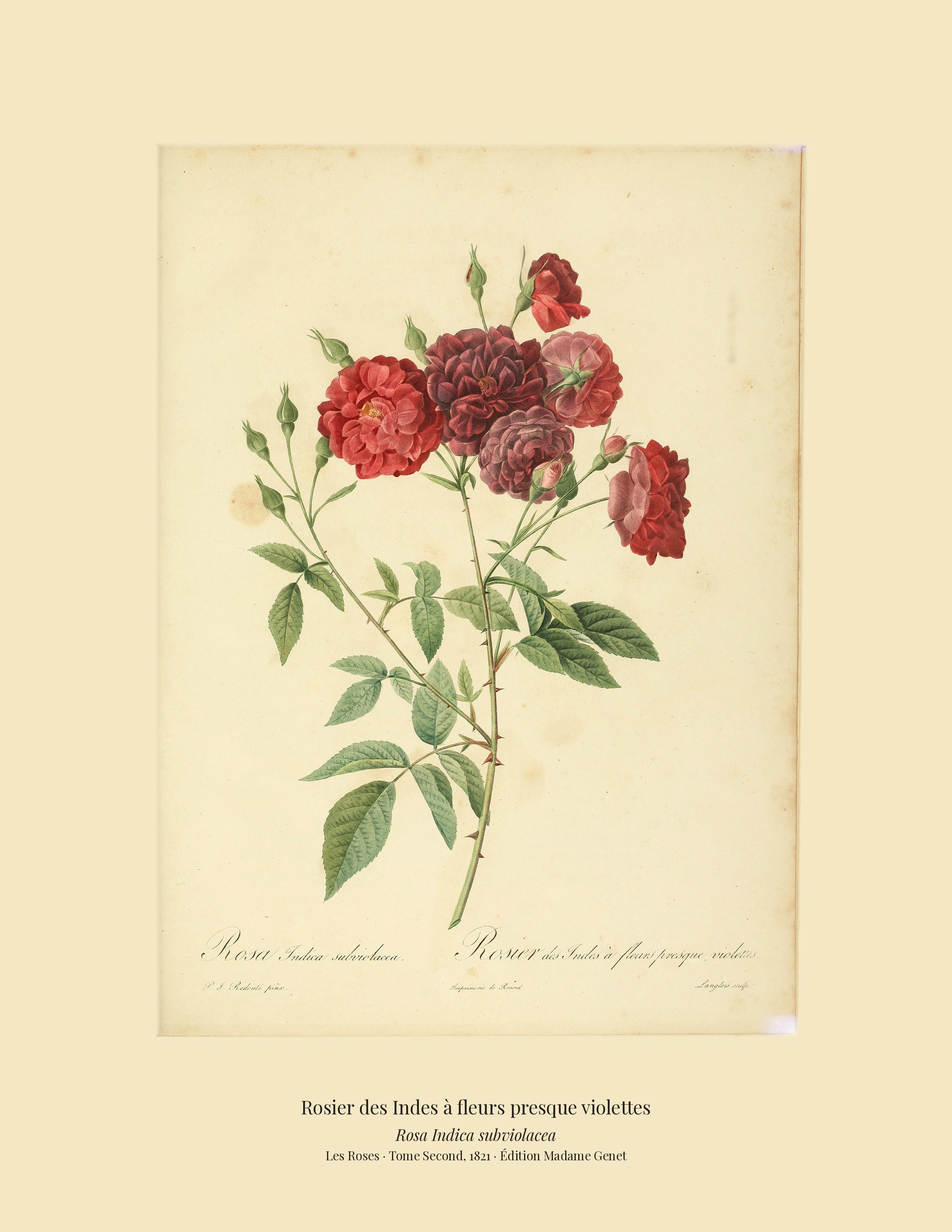 Rosa Indica subviolacea — Rosier des Indes à fleurs presque violettes, hand-coloured stipple engraving after Redouté, engraved by Langlois, Les Roses, Paris 1821.
