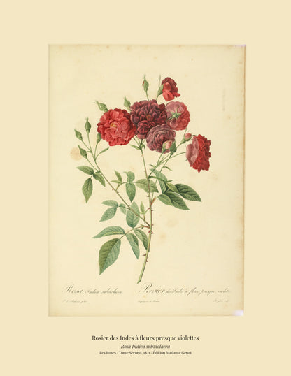 Rosa Indica subviolacea — Rosier des Indes à fleurs presque violettes, hand-coloured stipple engraving after Redouté, engraved by Langlois, Les Roses, Paris 1821.