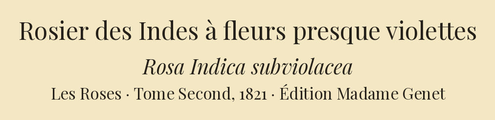 Rosa Indica subviolacea — Rosier des Indes à fleurs presque violettes, hand-coloured stipple engraving after Redouté, engraved by Langlois, Les Roses, Paris 1821.
