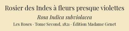 Rosa Indica subviolacea — Rosier des Indes à fleurs presque violettes, hand-coloured stipple engraving after Redouté, engraved by Langlois, Les Roses, Paris 1821.