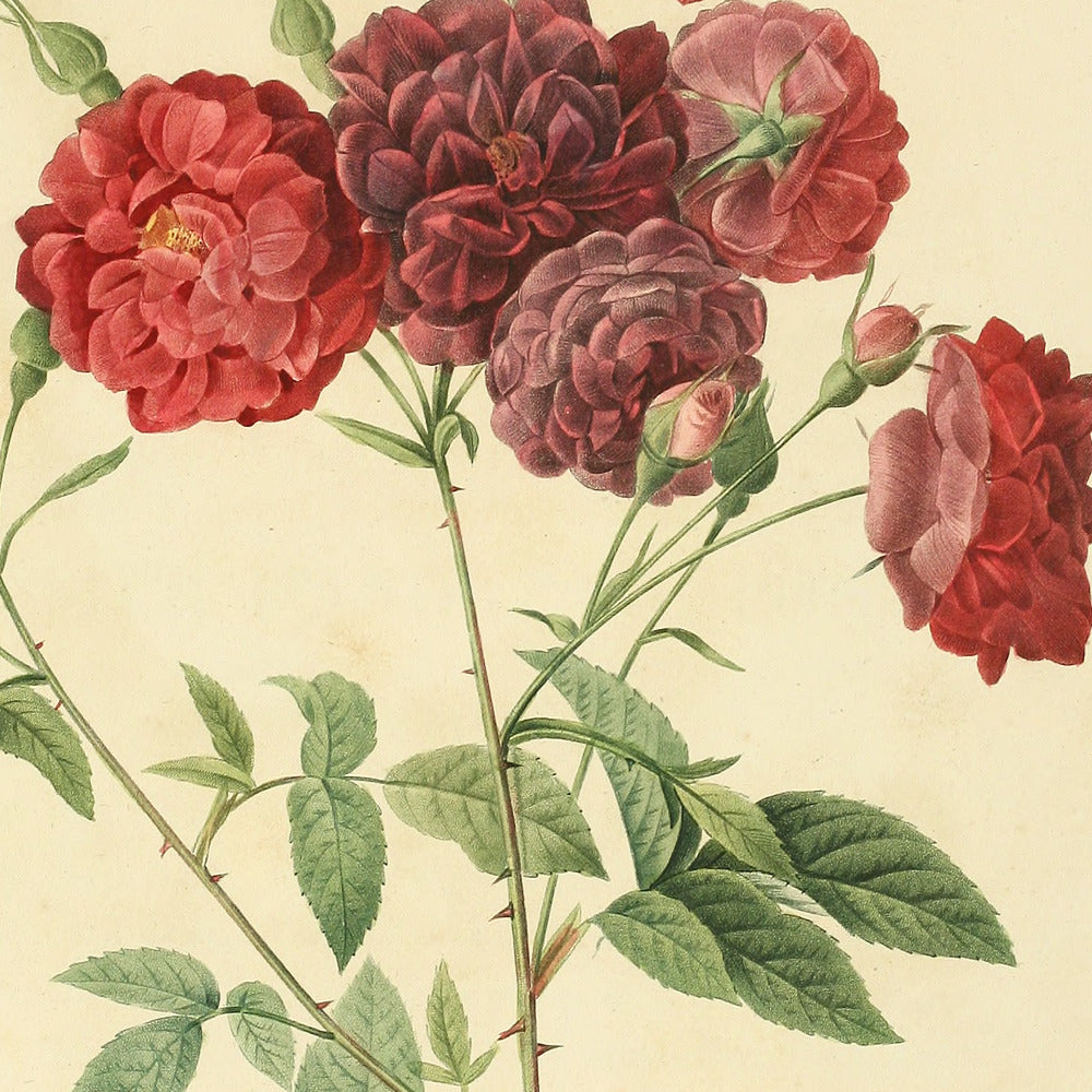Rosa Indica subviolacea — Rosier des Indes à fleurs presque violettes, hand-coloured stipple engraving after Redouté, engraved by Langlois, Les Roses, Paris 1821.