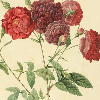 Rosa Indica subviolacea — Rosier des Indes à fleurs presque violettes, hand-coloured stipple engraving after Redouté, engraved by Langlois, Les Roses, Paris 1821.