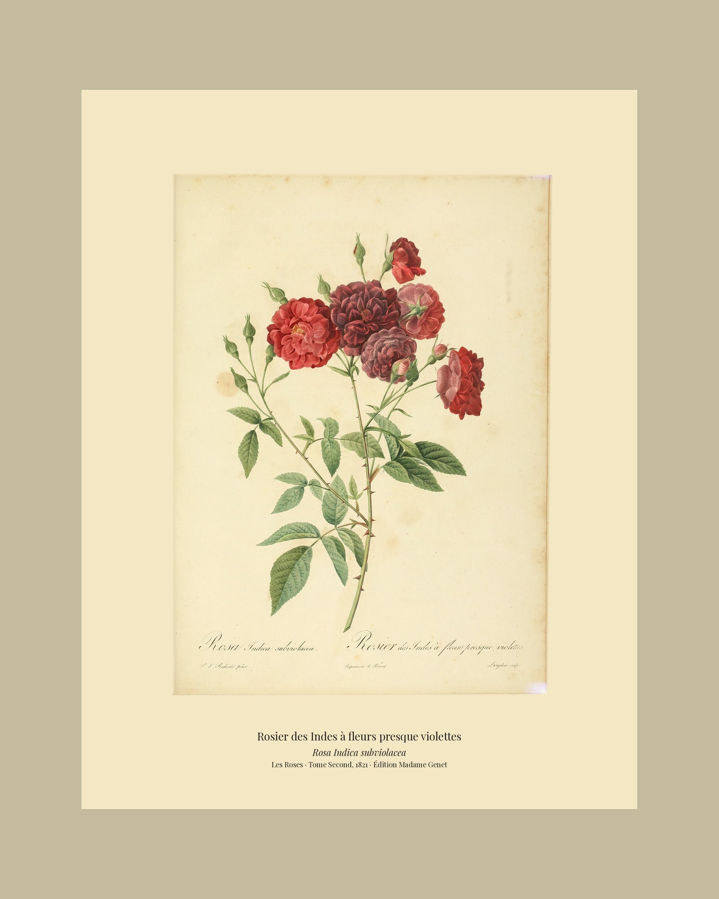 Rosa Indica subviolacea — Rosier des Indes à fleurs presque violettes, hand-coloured stipple engraving after Redouté, engraved by Langlois, Les Roses, Paris 1821.
