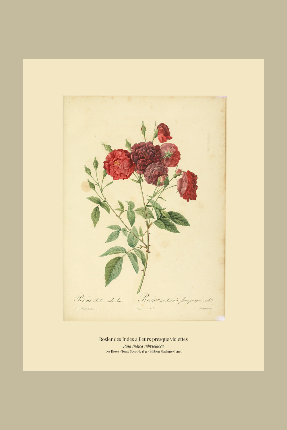 Rosa Indica subviolacea — Rosier des Indes à fleurs presque violettes, hand-coloured stipple engraving after Redouté, engraved by Langlois, Les Roses, Paris 1821.