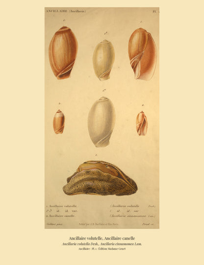 Ancillaria volutella and Ancillaria cinnamomea — Ancillaire volutelle and Ancillaire canelle, hand-engraved plate 1 from Kiener, Coquilles vivantes, Paris.
