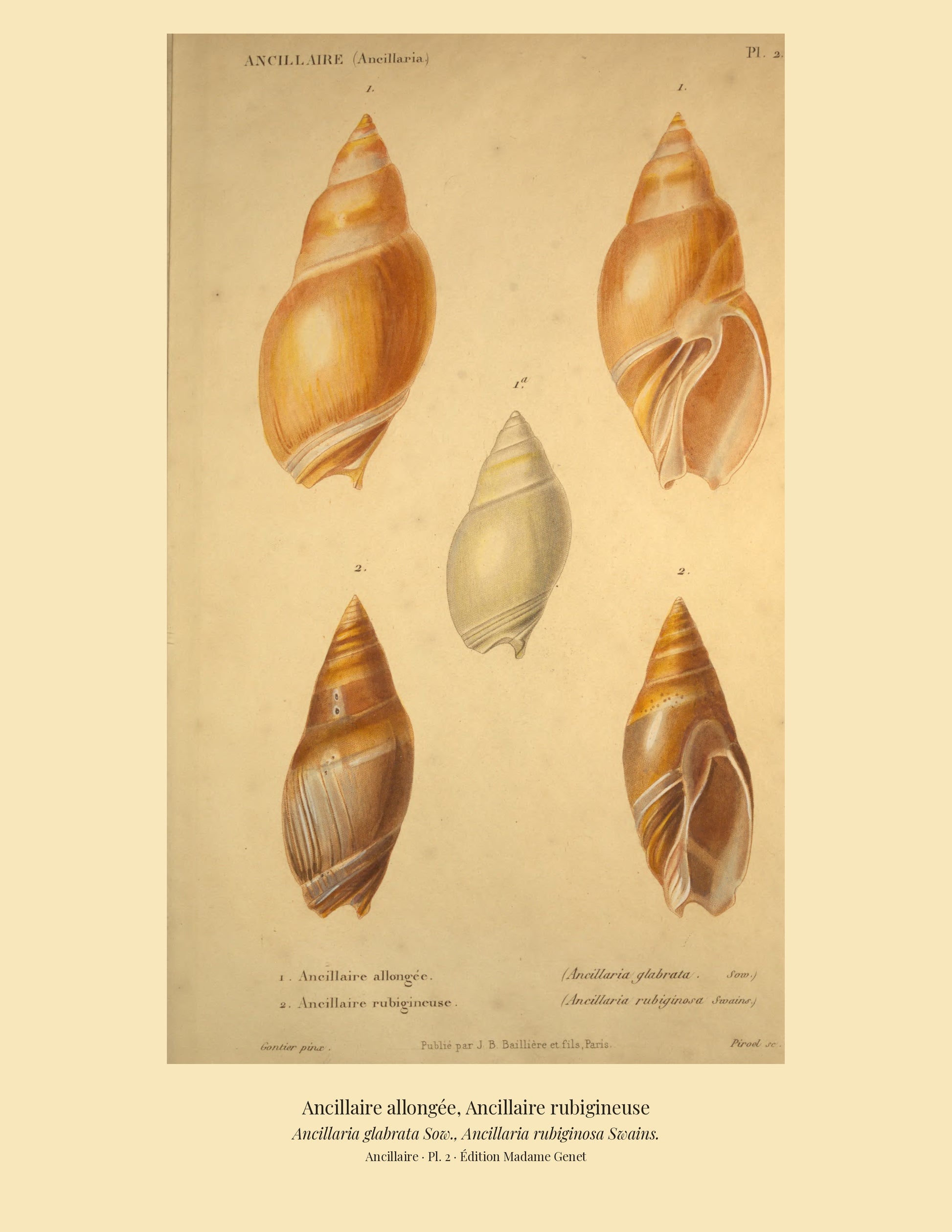 Ancillaria glabrata and Ancillaria rubiginosa — Ancillaire allongée and Ancillaire rubigineuse, hand-engraved plate 2 from Kiener, Coquilles vivantes, Paris.