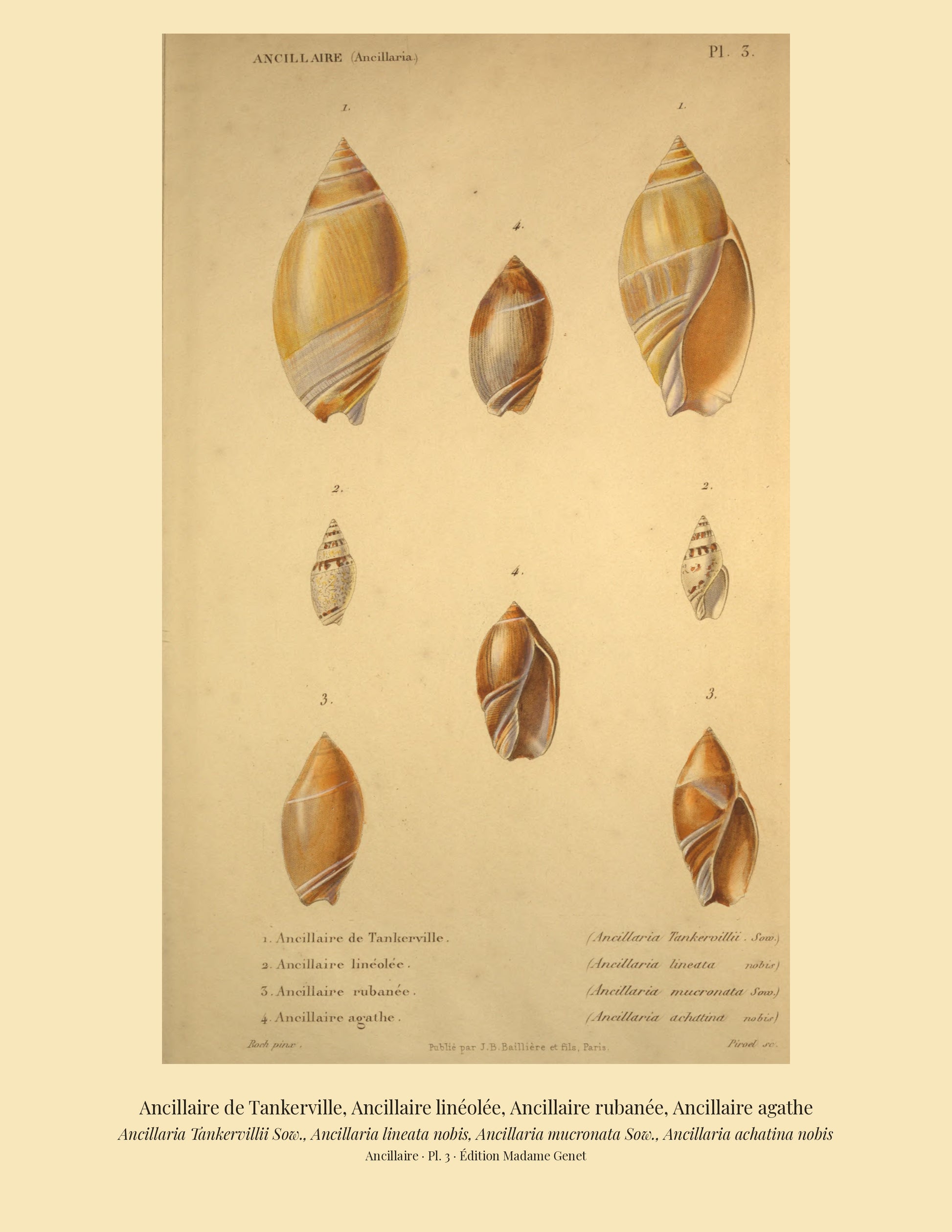 Ancillaria Tankervillii, Ancillaria lineata, Ancillaria mucronata and Ancillaria achatina — Ancillaire de Tankerville, Ancillaire linéolée, Ancillaire rubanée and Ancillaire agathe, hand-engraved plate 3 from Kiener, Coquilles vivantes, Paris.