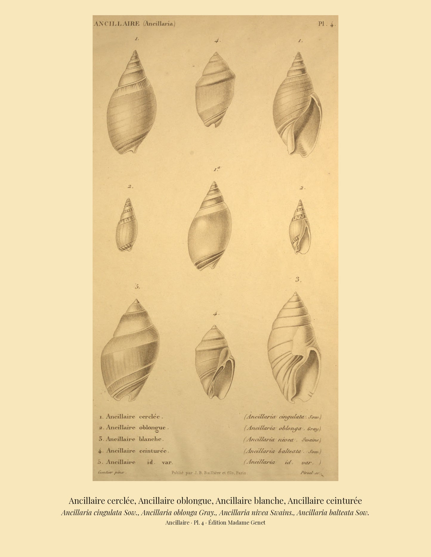 Ancillaria cingulata, Ancillaria oblonga, Ancillaria nivea and Ancillaria balteata — Ancillaire cerclée, Ancillaire oblongue, Ancillaire blanche and Ancillaire ceinturée, hand-engraved plate 4 from Kiener, Coquilles vivantes, Paris.