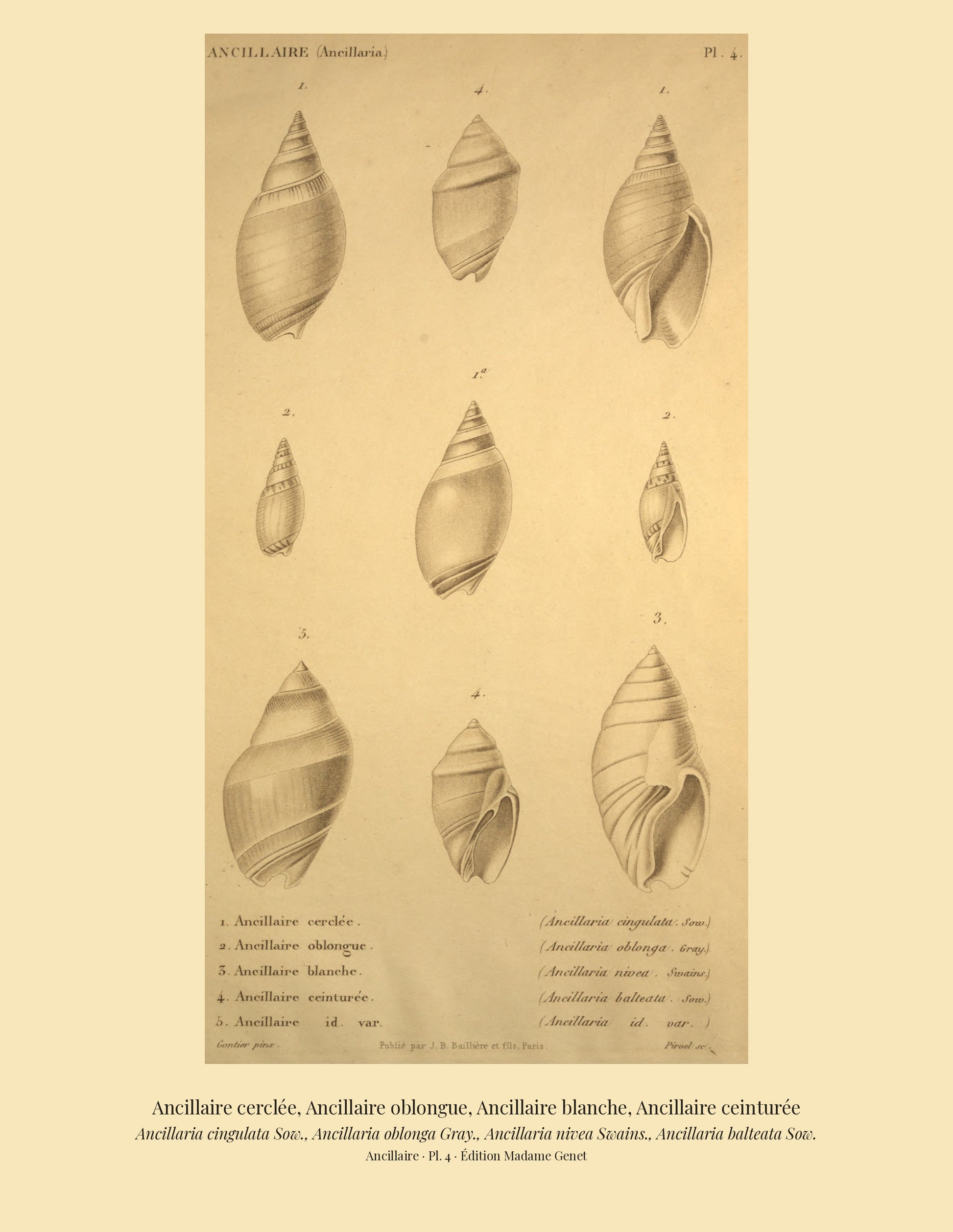 Ancillaria cingulata, Ancillaria oblonga, Ancillaria nivea and Ancillaria balteata — Ancillaire cerclée, Ancillaire oblongue, Ancillaire blanche and Ancillaire ceinturée, hand-engraved plate 4 from Kiener, Coquilles vivantes, Paris.