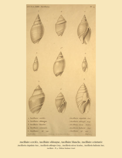 Ancillaria cingulata, Ancillaria oblonga, Ancillaria nivea and Ancillaria balteata — Ancillaire cerclée, Ancillaire oblongue, Ancillaire blanche and Ancillaire ceinturée, hand-engraved plate 4 from Kiener, Coquilles vivantes, Paris.