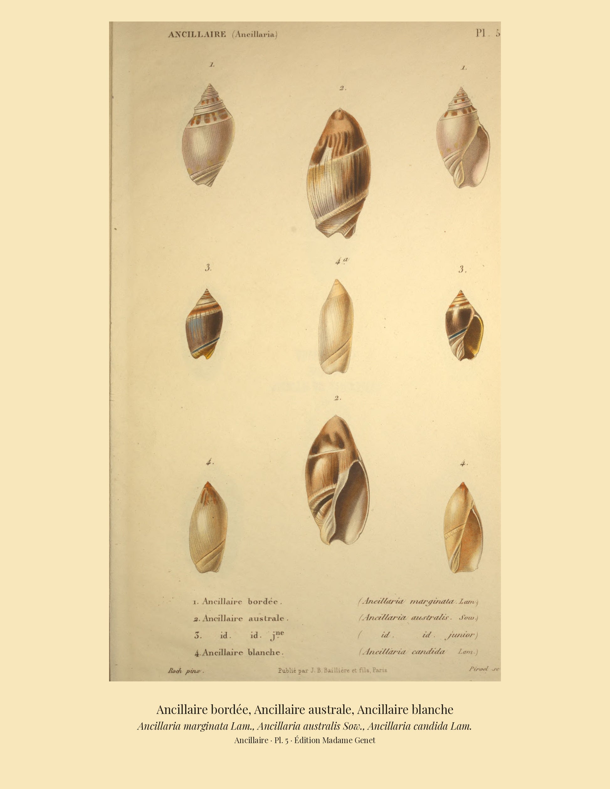 Ancillaria marginata, Ancillaria australis and Ancillaria candida — Ancillaire bordée, Ancillaire australe and Ancillaire blanche, hand-engraved plate 5 from Kiener, Coquilles vivantes, Paris.