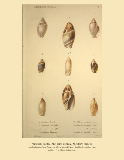 Ancillaria marginata, Ancillaria australis and Ancillaria candida — Ancillaire bordée, Ancillaire australe and Ancillaire blanche, hand-engraved plate 5 from Kiener, Coquilles vivantes, Paris.