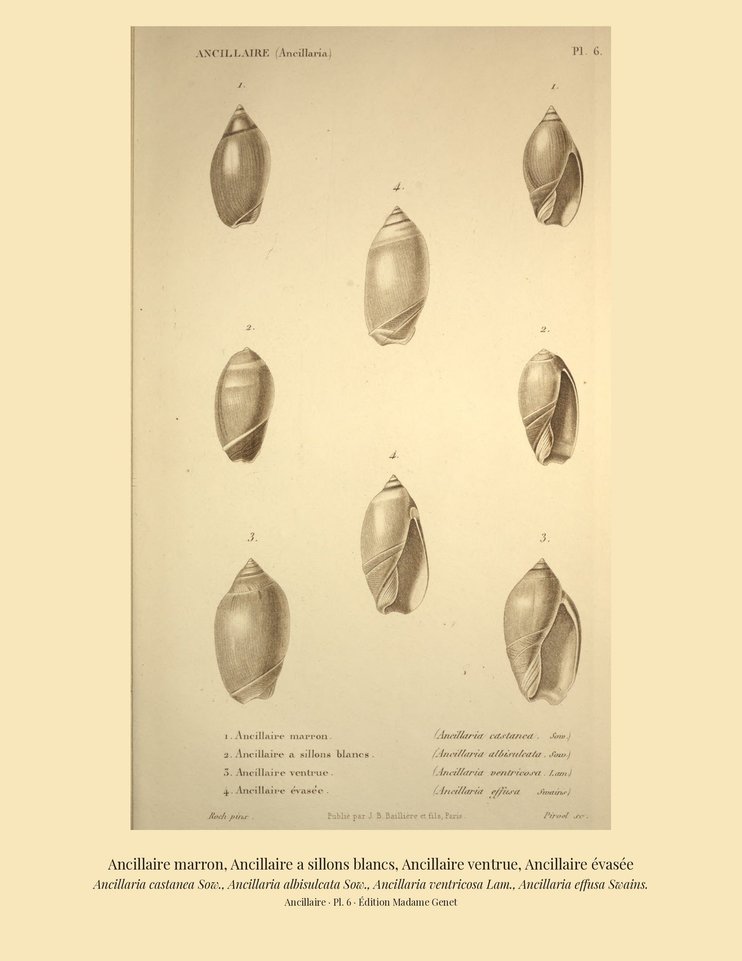 Ancillaria castanea, Ancillaria albisulcata, Ancillaria ventricosa and Ancillaria effusa — Ancillaire marron, Ancillaire a sillons blancs, Ancillaire ventrue and Ancillaire évasée, hand-engraved plate 6 from Kiener, Coquilles vivantes, Paris.