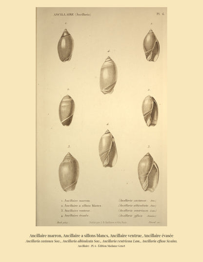 Ancillaria castanea, Ancillaria albisulcata, Ancillaria ventricosa and Ancillaria effusa — Ancillaire marron, Ancillaire a sillons blancs, Ancillaire ventrue and Ancillaire évasée, hand-engraved plate 6 from Kiener, Coquilles vivantes, Paris.
