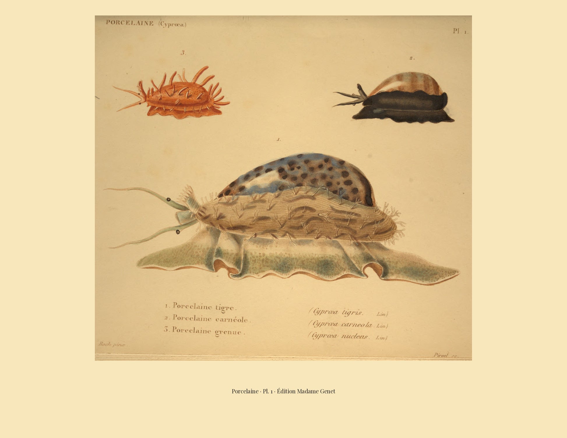Cypræa tigris, Cypræa carneola and Cypræa nucleus — Porcelaine tigre, Porcelaine carnéole and Porcelaine grenue, hand-engraved plate 1 from Kiener, Coquilles vivantes, Paris.