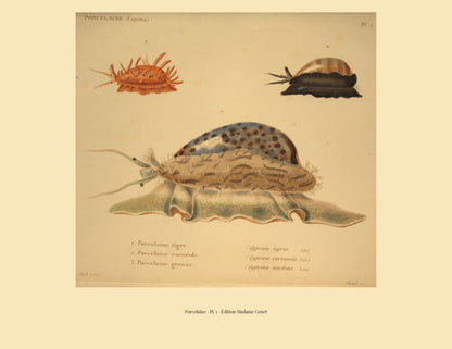 Cypræa tigris, Cypræa carneola and Cypræa nucleus — Porcelaine tigre, Porcelaine carnéole and Porcelaine grenue, hand-engraved plate 1 from Kiener, Coquilles vivantes, Paris.