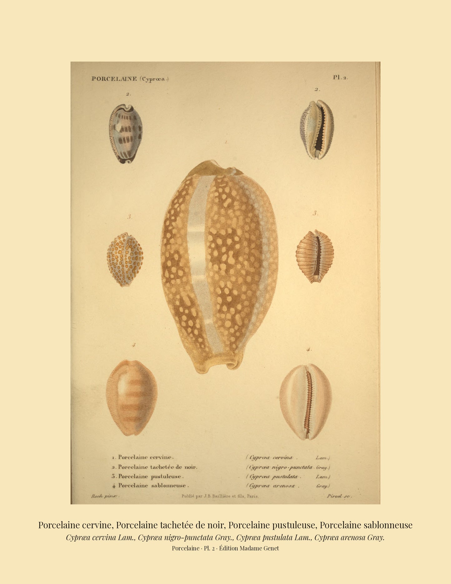 Cypræa cervina, Cypræa nigro-punctata, Cypræa pustulata and Cypræa arenosa — Porcelaine cervine, Porcelaine tachetée de noir, Porcelaine pustuleuse and Porcelaine sablonneuse, hand-engraved plate 2 from Kiener, Coquilles vivantes, Paris.