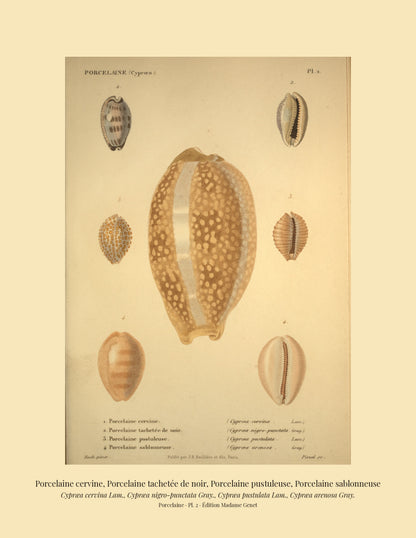 Cypræa cervina, Cypræa nigro-punctata, Cypræa pustulata and Cypræa arenosa — Porcelaine cervine, Porcelaine tachetée de noir, Porcelaine pustuleuse and Porcelaine sablonneuse, hand-engraved plate 2 from Kiener, Coquilles vivantes, Paris.