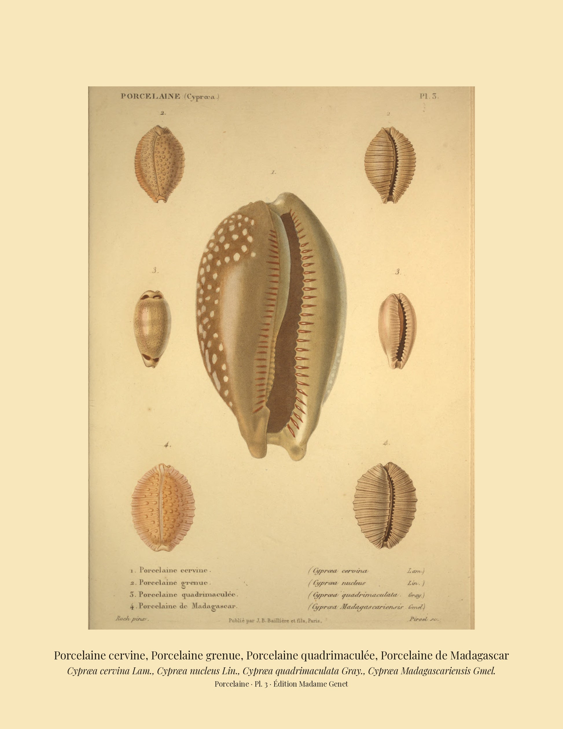 Cypræa cervina, Cypræa nucleus, Cypræa quadrimaculata and Cypræa Madagascariensis — Porcelaine cervine, Porcelaine grenue, Porcelaine quadrimaculée and Porcelaine de Madagascar, hand-engraved plate 3 from Kiener, Coquilles vivantes, Paris.