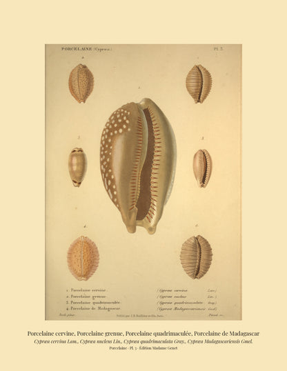 Cypræa cervina, Cypræa nucleus, Cypræa quadrimaculata and Cypræa Madagascariensis — Porcelaine cervine, Porcelaine grenue, Porcelaine quadrimaculée and Porcelaine de Madagascar, hand-engraved plate 3 from Kiener, Coquilles vivantes, Paris.