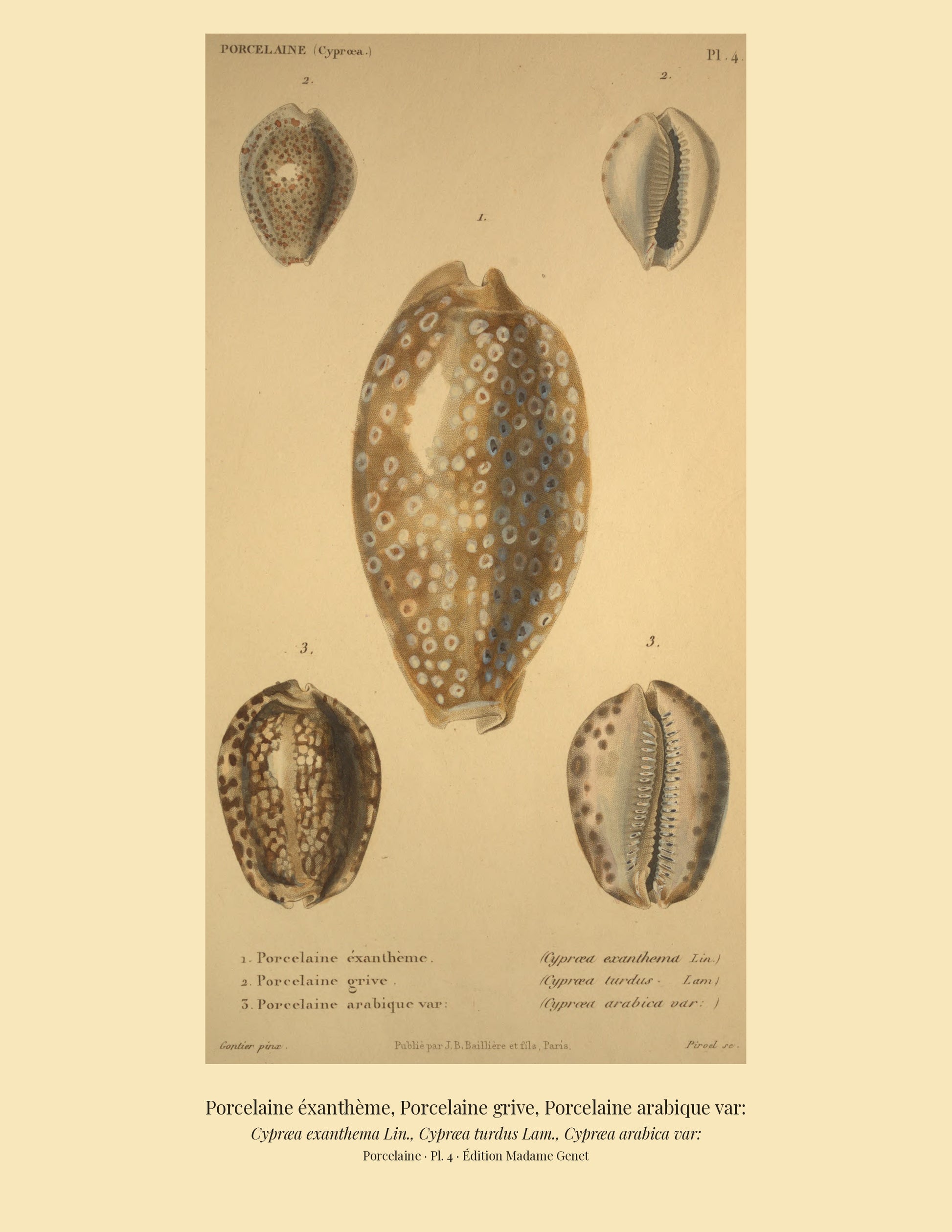 Cypræa exanthema, Cypræa turdus and Cypræa arabica var: — Porcelaine éxanthème, Porcelaine grive and Porcelaine arabique var:, hand-engraved plate 4 from Kiener, Coquilles vivantes, Paris.