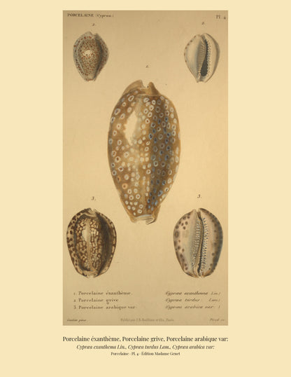 Cypræa exanthema, Cypræa turdus and Cypræa arabica var: — Porcelaine éxanthème, Porcelaine grive and Porcelaine arabique var:, hand-engraved plate 4 from Kiener, Coquilles vivantes, Paris.