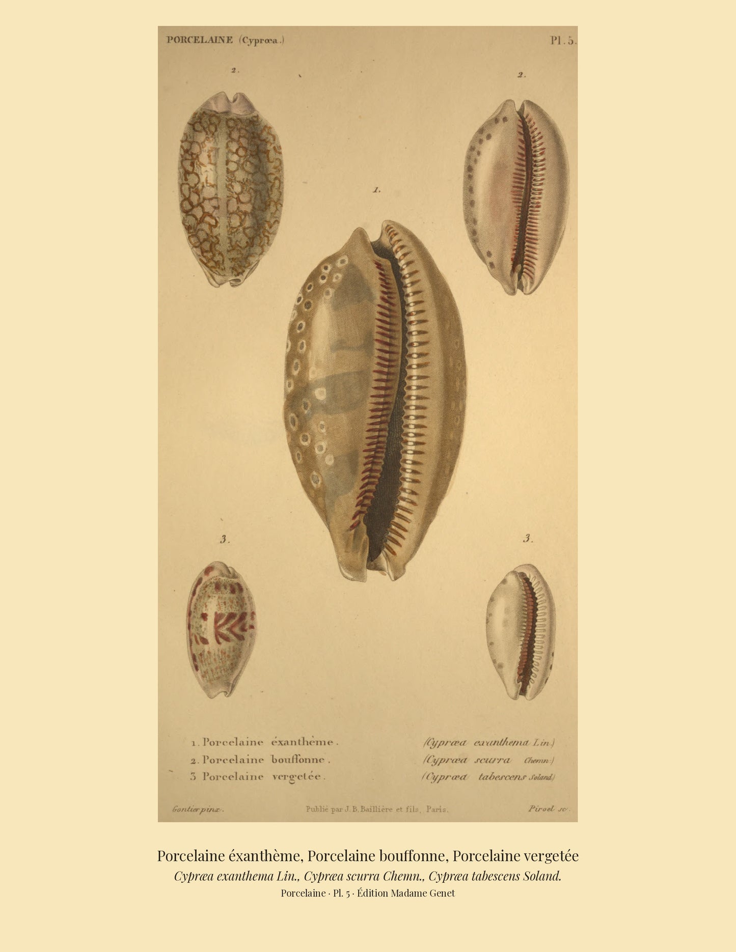 Cypræa exanthema, Cypræa scurra and Cypræa tabescens — Porcelaine éxanthème, Porcelaine bouffonne and Porcelaine vergetée, hand-engraved plate 5 from Kiener, Coquilles vivantes, Paris.