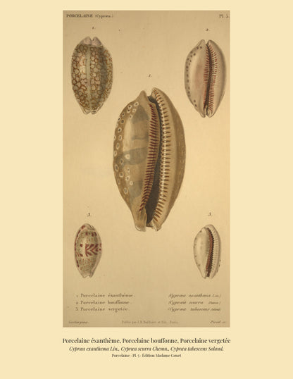 Cypræa exanthema, Cypræa scurra and Cypræa tabescens — Porcelaine éxanthème, Porcelaine bouffonne and Porcelaine vergetée, hand-engraved plate 5 from Kiener, Coquilles vivantes, Paris.