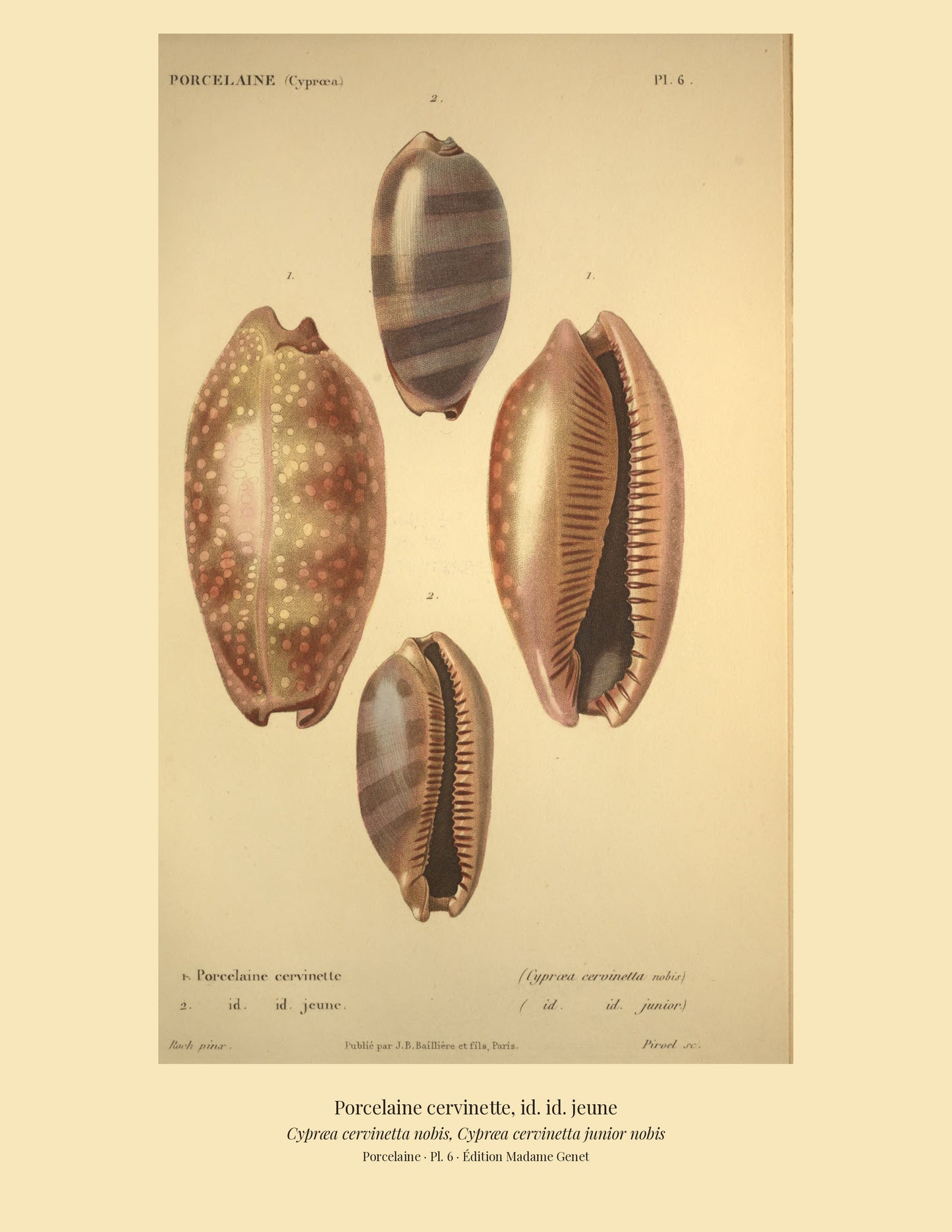 Cypræa cervinetta and Cypræa cervinetta junior — Porcelaine cervinette and id. id. jeune, hand-engraved plate 6 from Kiener, Coquilles vivantes, Paris.