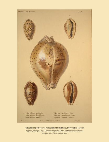 Cypræa princeps, Cypræa lentiginosa and Cypræa zonata — Porcelaine princesse, Porcelaine lentilleuse and Porcelaine fasciée, hand-engraved plate 7 from Kiener, Coquilles vivantes, Paris.