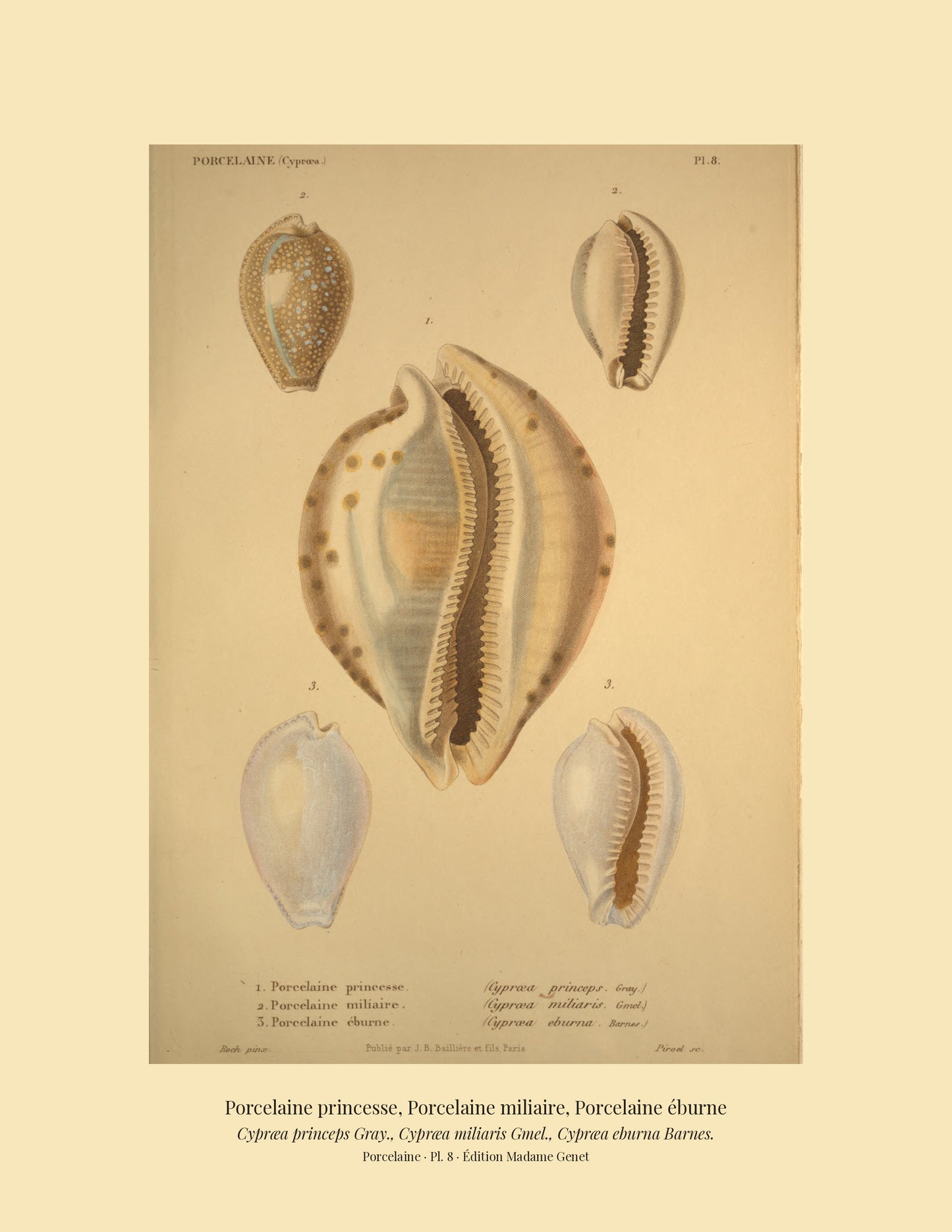 Cypræa princeps, Cypræa miliaris and Cypræa eburna — Porcelaine princesse, Porcelaine miliaire and Porcelaine éburne, hand-engraved plate 8 from Kiener, Coquilles vivantes, Paris.