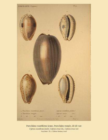 Cypræa exanthema junior, Cypræa erosa and Cypræa erosa var: — Porcelaine exanthème jeune, Porcelaine rongée and id: id: var:, hand-engraved plate 9 from Kiener, Coquilles vivantes, Paris.