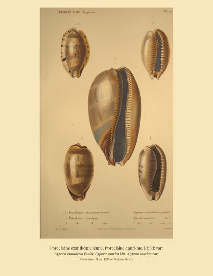 Cypræa exanthema junior, Cypræa caurica and Cypræa caurica var: — Porcelaine exanthème jeune, Porcelaine caurique and id: id: var:, hand-engraved plate 10 from Kiener, Coquilles vivantes, Paris.