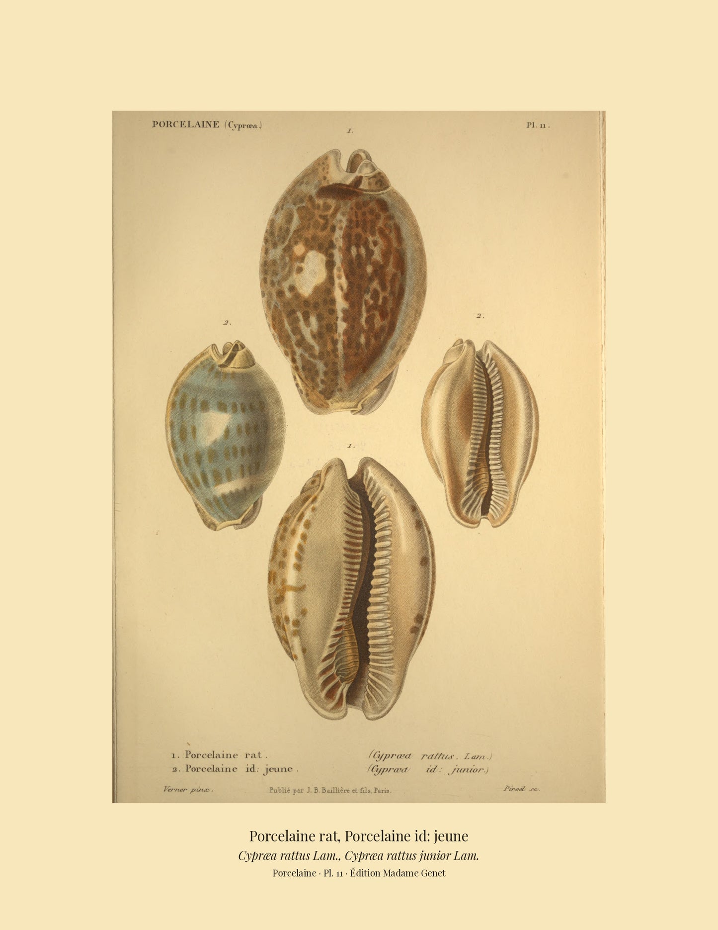 Cypræa rattus and Cypræa rattus junior — Porcelaine rat and Porcelaine id: jeune, hand-engraved plate 11 from Kiener, Coquilles vivantes, Paris.